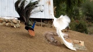 Leucistic VS Wild Type Indian Peacock Joust [upl. by Nylac780]