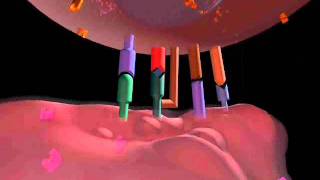 Antigen processing and presentation [upl. by Ecertal]