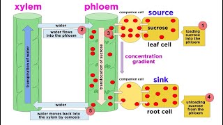 Types of Plant Tissues [upl. by Acim119]