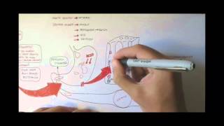 Digestive System Physiology Overview [upl. by Adniuqal]