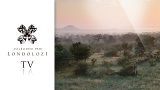 Londolozi Private Game Reserve [upl. by Yoshio]