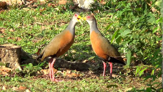 O CANTO em dueto da SARACURATRÃŠSPOTES ARAMIDES CAJANEUS GRAYNECKED WOODRAIL Vida no campo [upl. by Thetos]