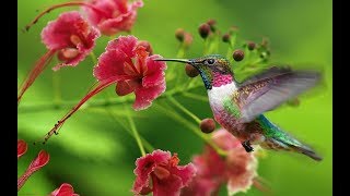 Las 38 Especies de colibrí mas bonitas del mundo [upl. by Schwab822]