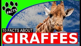 10 Giraffe Facts That Will Surprise You [upl. by Clair]