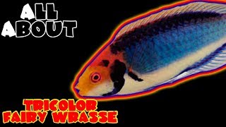 All About The Tricolor Wrasse or Red Head Solon Fairy Wrasse or Solar Fairy Wrasse [upl. by Ulrike]