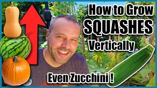 How to Grow Squash VerticallyEVEN ZUCCHINI Small Space Gardening [upl. by Ferris]