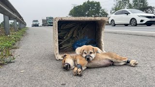 Dramatic Rescue Two Puppies Abandoned and Near Death – Watch Rescue Team Pull Off Incredible Rescue [upl. by Golanka]