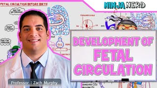 Embryology  Development of Fetal Circulation [upl. by Ameyn]