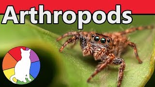 Arthropods  Animal Fact Files [upl. by Nahc]