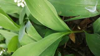 Identifying and Differentiating  Wild Garlic and Lily of the Valley [upl. by Nyladam66]