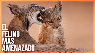 LINCE IBERICO  Mini Documental [upl. by Mauralia]