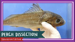 Perch Bony Fish Dissection  Teach A Man To Fish EDU [upl. by Mintun]