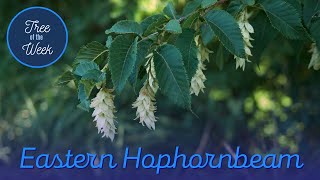 Tree of the Week Eastern Hophornbeam [upl. by Ylliw]