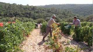 VENDANGES À LA GRANGE DES PÈRES by LOTEL DU VIN [upl. by Sophi]