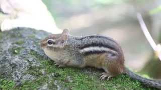 EASTERN CHIPMUNK calling  Ontario [upl. by Cyrilla]