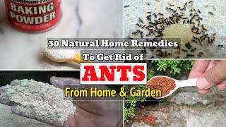 30 Natural Home Remedies To Get Rid of Ants From Home amp Garden [upl. by Yedsnil762]