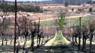 What sort of wine region is the LanguedocRoussillon [upl. by Midian]