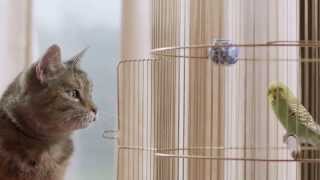 Freeview TV Ad  Cat amp Budgie catandbudgie [upl. by Sill]