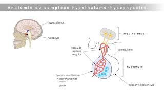 Le complexe hypothalamohypophysaire [upl. by Yawnoc]