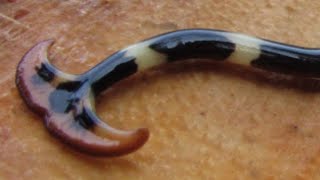 Hammerhead worm  unusual predatory terrestrial flatworm [upl. by Eilloh]