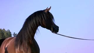 O Arabian  A Film Loveletter to the Incredible Arabian Horse [upl. by Amiel]