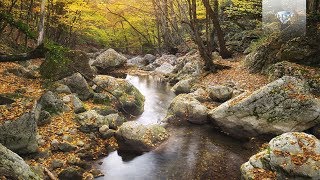 Classical Music Inspired by Nature  Beethoven Dvorák Sibelius Strauss [upl. by Sorilda]