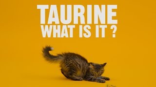 Taurine for Cats What Is It  Chewy [upl. by Lannie]