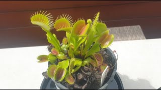 Venus Flytrap Basic Growing Guide [upl. by Rhiamon]