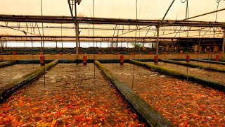 CRAZY Millions of fish at these farms [upl. by Atenahs]