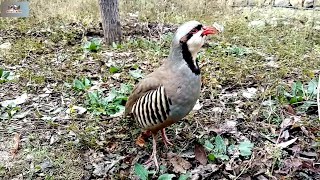 Chakor ki awaz  Chakor partridge Voice  Chakor [upl. by Wake148]