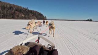 Dog Sledding  Mushing in Fairbanks Alaska [upl. by Peppard]