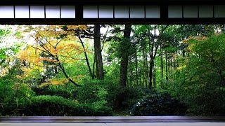 3 HOUR Japanese Temple Bell Sound At Hondo for Relaxing Healing And Zen [upl. by Pitarys]