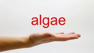 How to Pronounce algae  American English [upl. by Aicilra]