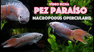 Pez 🐟 paraíso  Macropodus opercularis  Vídeo ficha 🎥 [upl. by Charmine]