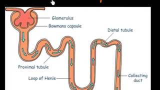 Function of Nephrons [upl. by Anavoj]