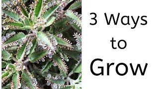 3 Ways to Grow kalanchoe Daigremontiana  Mother of Thousands [upl. by Kline]