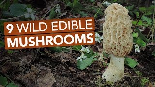 9 Wild Edible Mushrooms You Can Forage This Spring [upl. by Nyladam391]