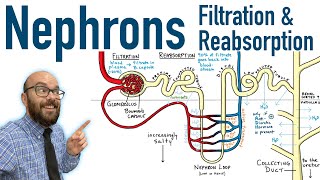 Nephrons  Filtration and Reabsorption Basics [upl. by Letsirhc]