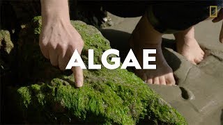 Definitions in the Field Algae [upl. by Ettezyl]