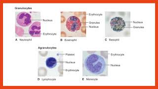 Hematology Lecture [upl. by Nyleahcim]