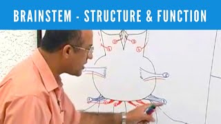 Brainstem  Structure and Function  Neuroanatomy [upl. by Euqinaj]