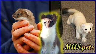 Keeping Stoats as Pets  Shorttailed WeaselErmine as Pets [upl. by Deeraf]