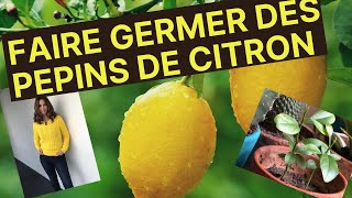 FAIRE GERMER DES PÉPINS DE CITRON [upl. by Wickman430]