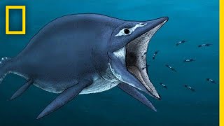 Ichthyosaurs 101  National Geographic [upl. by Anehs278]