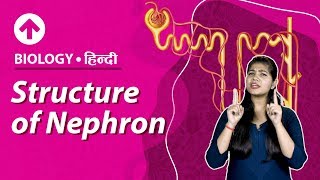 Structure of Nephron  Hindi  Excretory System  Biology  Class 10 [upl. by Ainerbas]