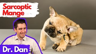 Sarcoptic Mange Scabies in the dog Dr Dan explains [upl. by Yoral]