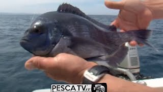 Tecnica di PESCA delle TANUTE in mare barca a LIGHT DRIFTING video completo x pescatori bolentino [upl. by Sinai]