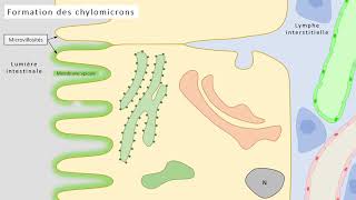 1ST2S  Formation des chylomicrons [upl. by Janine]