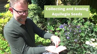 Sowing Aquilegia Seeds  How to Sow Seeds  Hardy Perennials  Gardening Tips  Collecting Seeds [upl. by Chryste51]