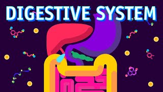 How our Digestive System Works [upl. by Kohler]